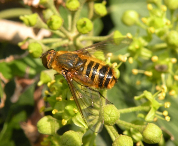 Bombyliidae: Villa sp.